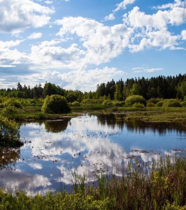 Järvelän kosteikko MS-10_cropped