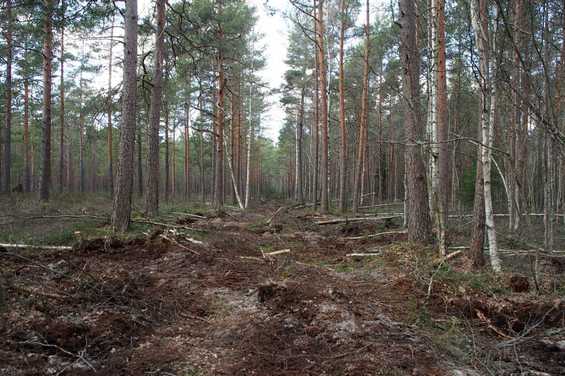 Lieto peatland restoration after 2021_cropped