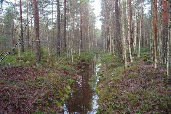 Lieto peatland restoration before 2020_cropped